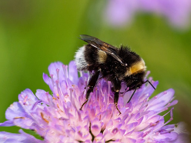 Bumble Bees Sicker in Flower-Deprived Landscapes