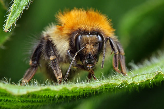 28 More Amazing Facts About Bees