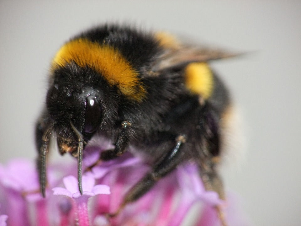 Bumblebee Stripe Secrets Revealed