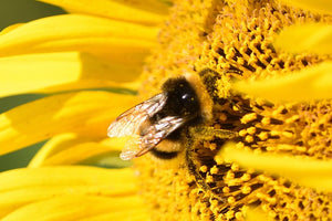 Sunflowers Facing East Attract More Bees