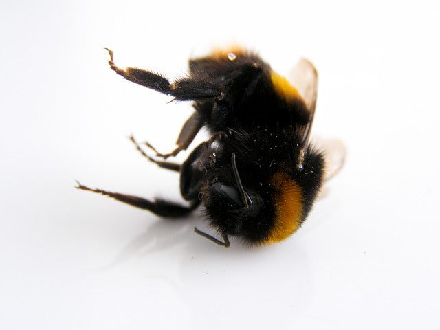 Did Thousands of Bees Die in the California Earthquake?
