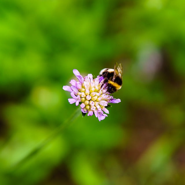 Have a bee-autiful Earth Day with this Google Doodle game