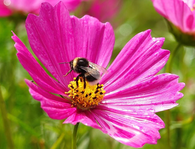 Does Urban Beekeeping Harm Wild Bees?