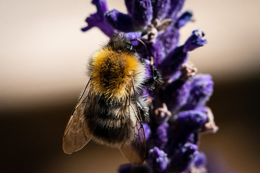 Bumblebees Enhance Your Garden