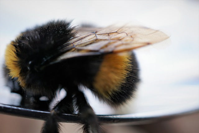 Bumblebee Flight Defies Physics