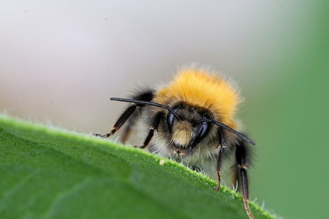 Does Sugar Water Revive Tired Bees?