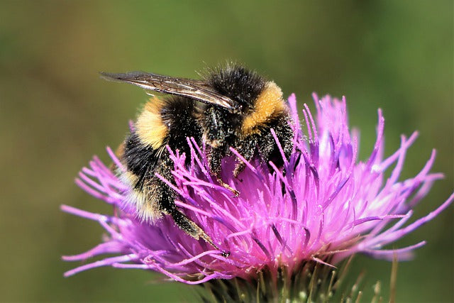 Varroa Mites Threaten New Zealand's Bees
