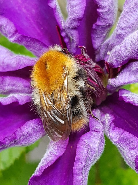 Sunflower Pollen as Plant Medicine for Bees