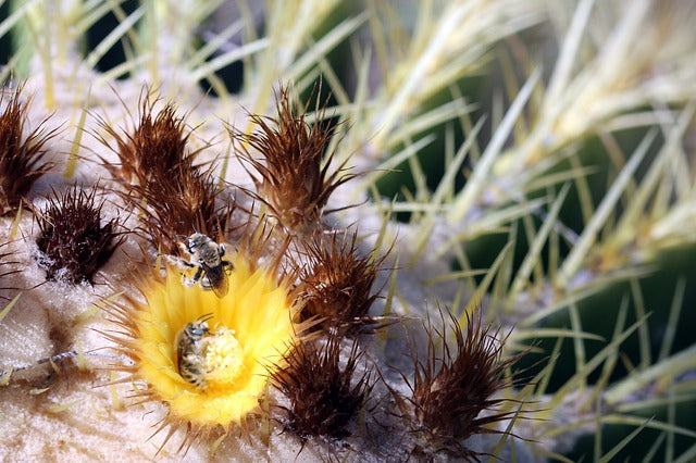 Desert Bee Digger Bee