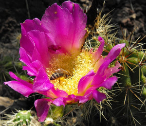 Bees in A Desert Garden