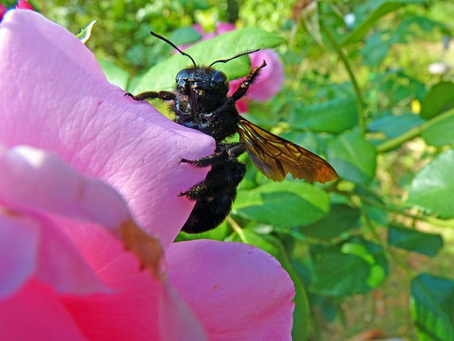 Flower Buzz and Native Bees