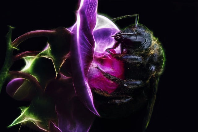 The Carpenter Bee (Xylocopa spp.)