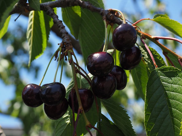 The Bee That Helps Black Cherry Trees Recover