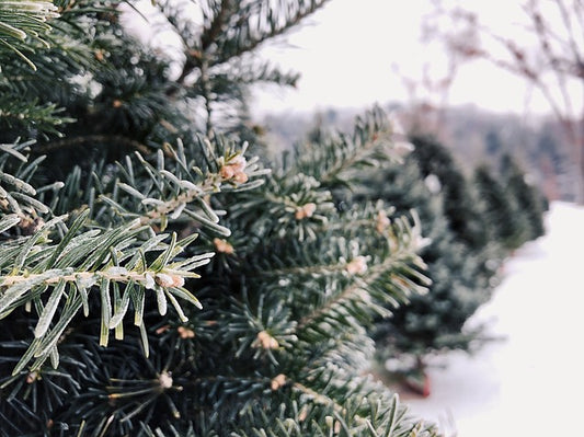 Birds and Bees Want Your Christmas Trees Please!