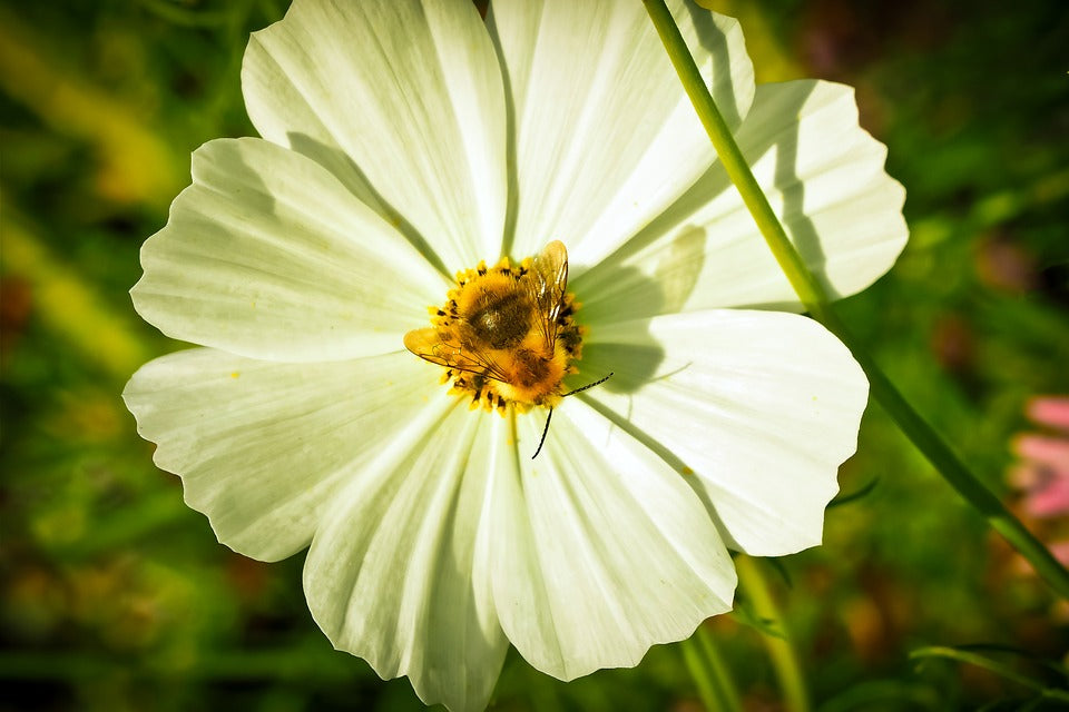 A Messy Autumn Garden Helps Save the Bees