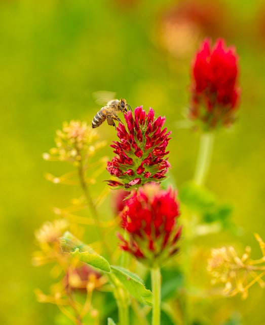 Happy Pollinator Week June 22-28, 2020