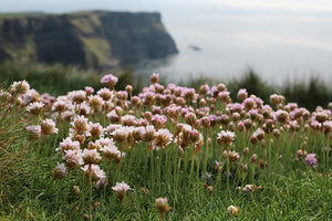 Trinity College Dublin Helps to Save the Bees