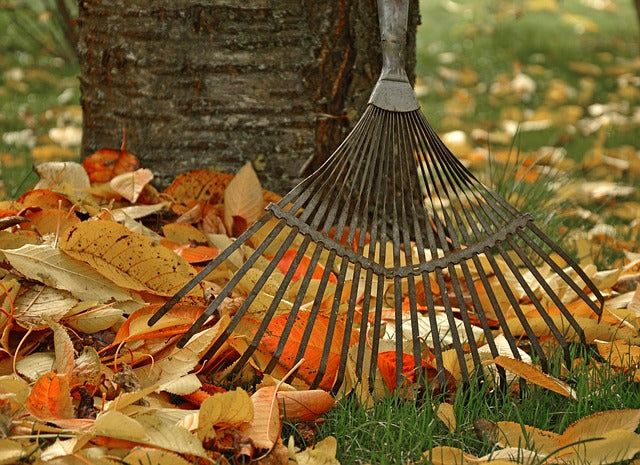 Solitary Bees Love Autumn Leaves