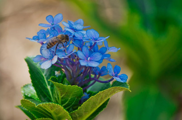 Costa Rica Beekeeping Is Underperforming
