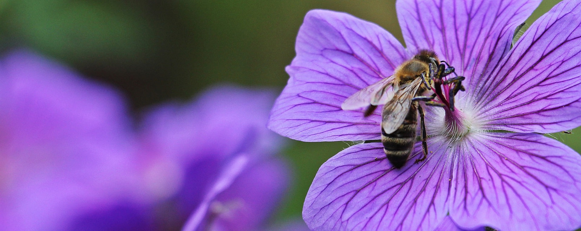 The Secret Reason Bees Love Blue and Purple Flowers - Bee Mission