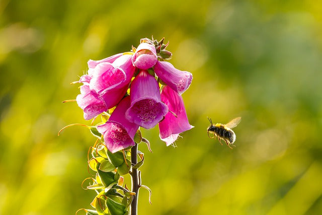 Why Some Flowers Prefer Birds to Bees