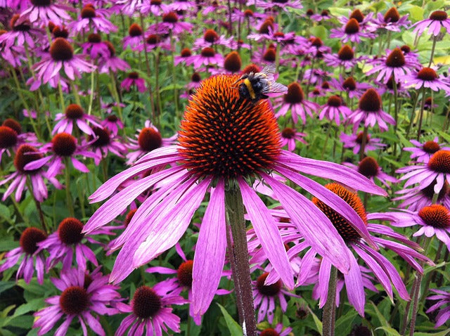 Flower Power for Bees