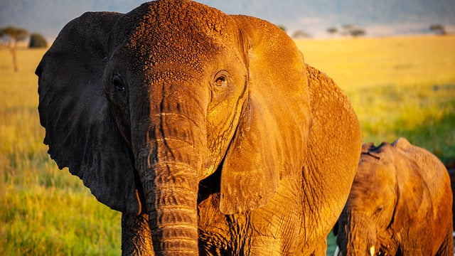 African Elephants and The Bee Fence