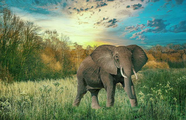 Indian Railway Uses Bee and Tiger Sounds to Deter Elephants