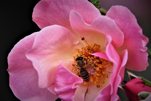 World Bee Day -- Slovenia and Iran Strengthen Beekeeping Ties