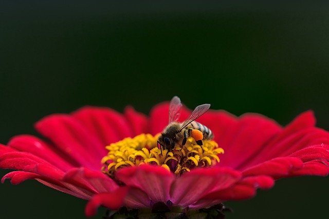 Swarming Bees In the News in Unusual Ways