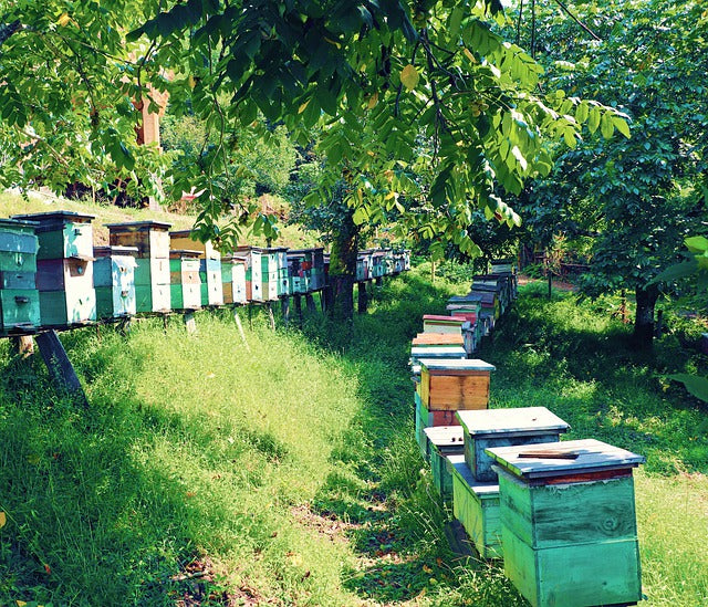 The Ups and Downs of Global Beekeeping