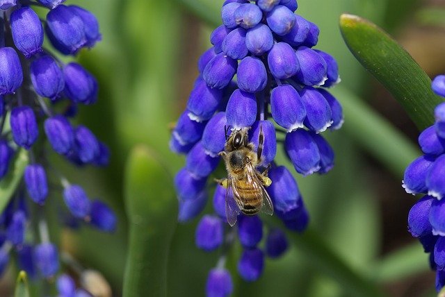 Urban Gardens Are A Lifeline for Bees – Bee Mission