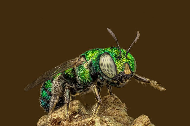 Bee Beauties
