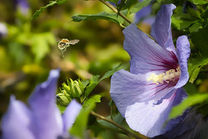 Bees Lured to Flowers by Exquisite 3D Iridescent Petal Patterns