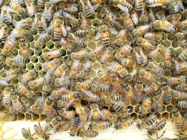 Eating Bee Larvae in Asia