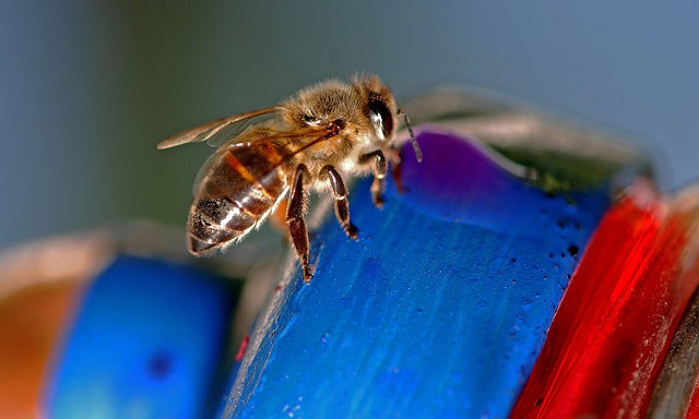 The Africanized Honeybee