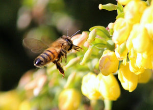 Wild Bees Shimmer and Glimmer in Defense