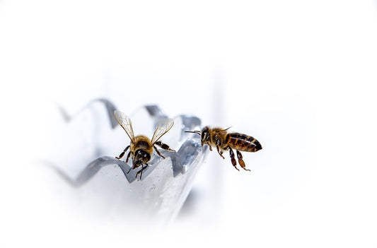 Amazing Honeybee Flight in Slow Motion