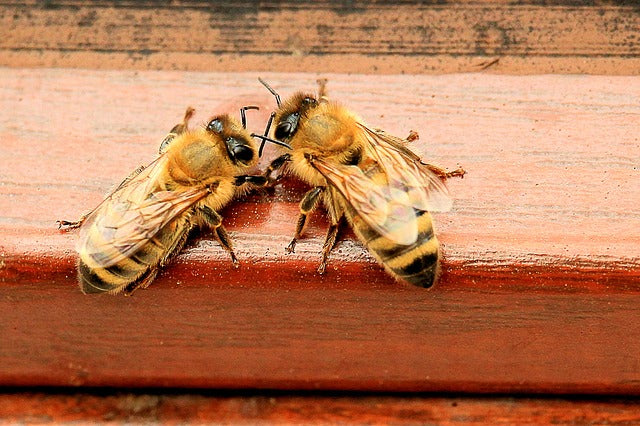 Threats to Native Irish Honeybees