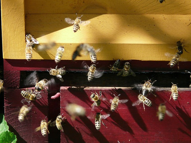 Beehive Thefts Rise Ahead of Almond Bloom