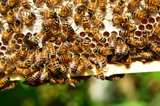 Nigerian Envoy Seeks Investors for $10B Bee Enterprise