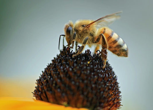 The Secrets of Why Honey Won't Spoil
