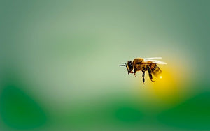 Millions of Honeybees Dead in Croatia