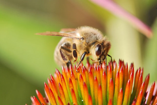 European Citizens Initiative Stands Up For Bees