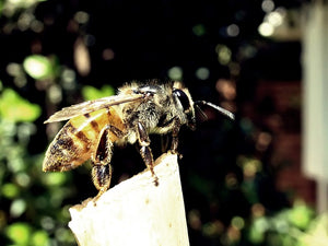 Bees Create a Natural Antibiotic That May Override Antibiotic Resistance