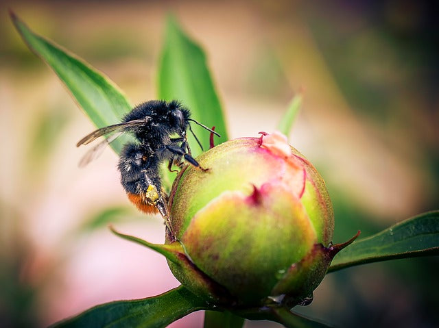 DAERA to Protect Native Irish Bees