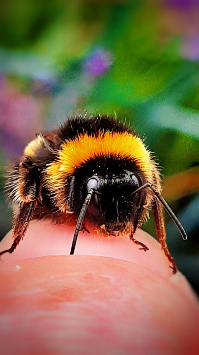 American Bumblebees Get Closer to Endangered Species List