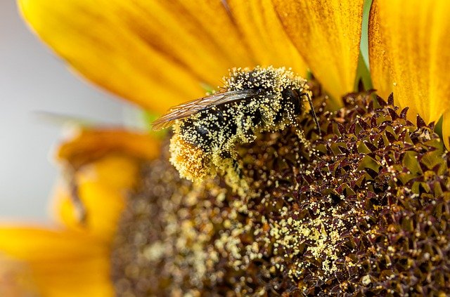 Bees and Solar Panels