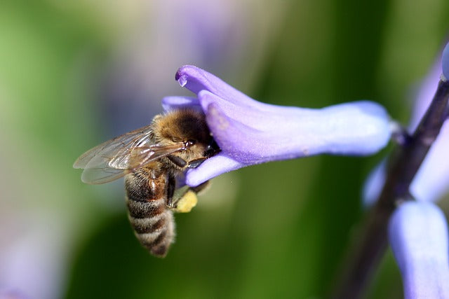 Elderly UK Beekeeper Devastated by Suspected Arson Attack
