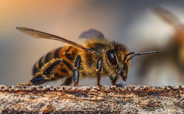 British Honey Bees Threatened by Arrival of Asian Hornets